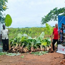 Protecting Crops from Climate Change: A New Flood Embankment ... Image 5