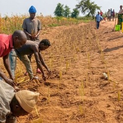 Protecting Crops from Climate Change: A New Flood Embankment ... Image 1