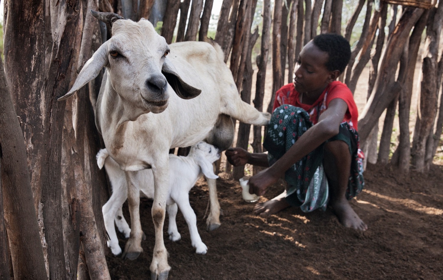 Launch today of BIMA, a research project to build climate resilience of pastoral communities in Kenya